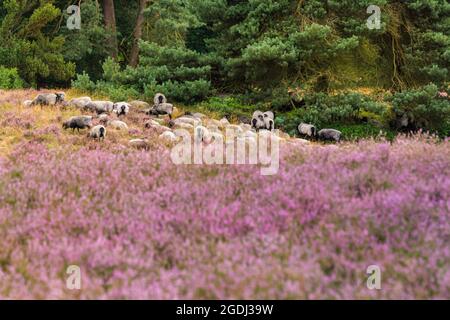 Westruper Heide, Haltern, NRW, 13th Aug 2021. A herd of Heidschnucken, a Northern German moorland sheep breed, graze in the heather at Westruper Heide, a protected heathland known for its seasonal heathers, is in full bloom. A carpet of purple flowers covers the heath, popular with walkers and trail runners. Credit: Imageplotter/Ģ����ý Live News Stock Photo
