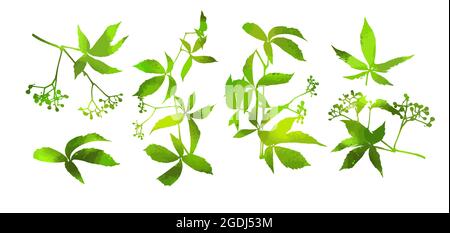 Set of green leaves. Parthenocissus inserta. Vector illustration Stock Vector