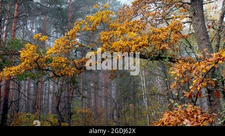 Beautiful forest on a foggy autumn morning. In the foreground is a large oak branch with yellow leaves. Stock Photo