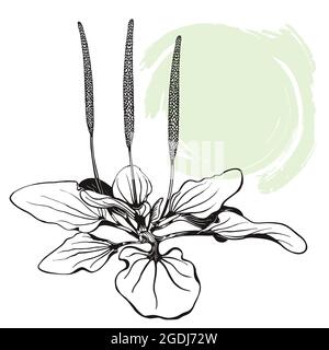 Plantain plant. The sketch is hand-drawn in ink with an abstract spot. Banner cosmetic and medical products. On white background. Vector. Stock Vector