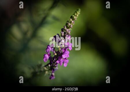 Wood sage (Salvia nemorosa) Stock Photo