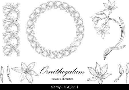 Botanical illustration, flower compositions, flower wreaths. Black and White Stock Vector