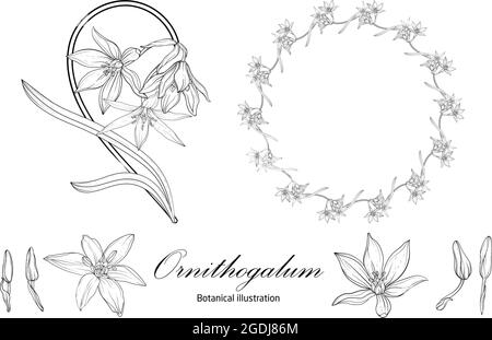 Botanical illustration, flower compositions, flower wreaths. Black and White Stock Vector