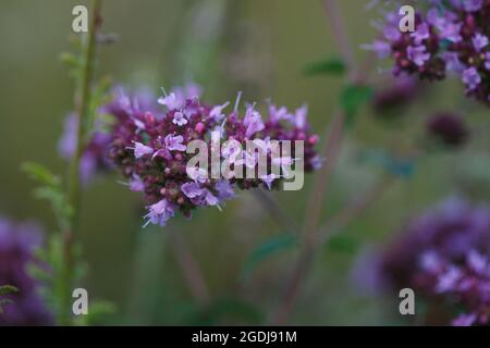 Close-up photo of pretty blooming wild oregano herb with small purple flowers in summer meadow. Origanum vulgare or wild common marjoram. Stock Photo