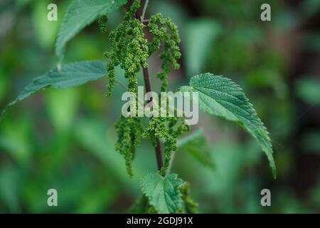 Flowering branch of wild green stinging nettle plant (Urtica dioica) in natural forest of Vaud, Switzerland in summer Stock Photo