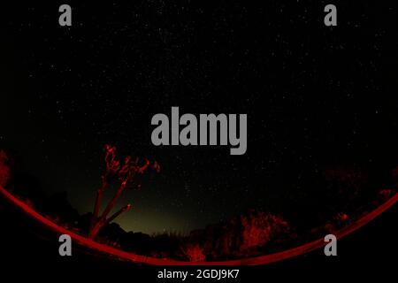 Los Angeles, California, USA. 13th Aug, 2021. The Milky Way is seen above the Joshua Tree National Park in Twentynine Palms, California, August 13, 2021. (Credit Image: © Ringo Chiu/ZUMA Press Wire) Credit: ZUMA Press, Inc./Alamy Live News Stock Photo