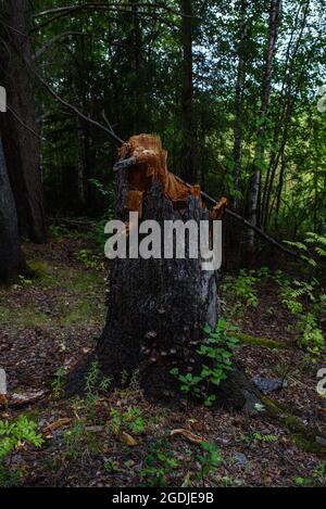 An old rotten stump in the forest close-up, overgrown with moss and toadstools. Stock Photo