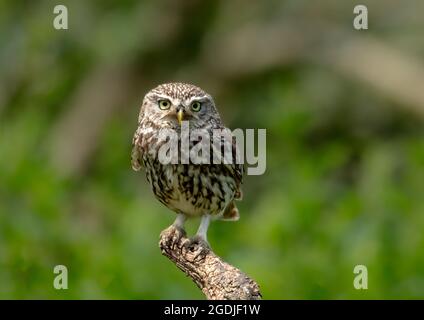 Little Owl Poser Stock Photo