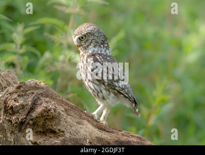Little Owl Pose Stock Photo