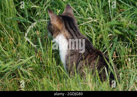 Tabby cat sitting in long grass and looking away Stock Photo