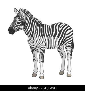 Color vector image of a zebra. Isolated object on white background. Stock Vector