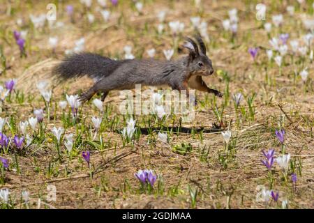 European red squirrel, Eurasian red squirrel (Sciurus vulgaris), jumping squirrel with crocuses, Switzerland, Grisons Stock Photo