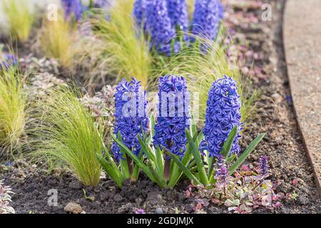 Jacinthe (Hyacinthus orientalis 'Blue Jacket', Hyacinthus orientalis Blue Jacket), blooming, cultivar Blue Jacket Stock Photo