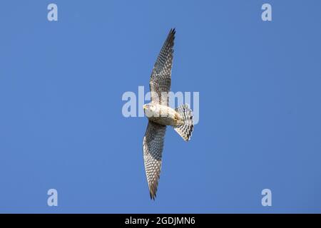 western red-footed falcon (Falco vespertinus), hunting, Germany, Bavaria Stock Photo