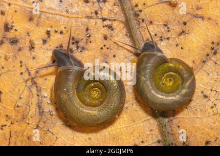 delicate ram's horn snail, delicate ramshorn snail (Anisus vorticulus), Planorbarius corneus, Germany, Bavaria Stock Photo