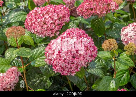 Wild hydrangea (Hydrangea arborescens 'Pink Annabelle', Hydrangea arborescens Pink Annabelle), blooming, cultivar Pink Annabelle Stock Photo