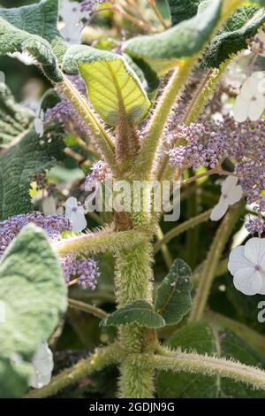 Rough-leaved Hydrangea (Hydrangea aspera subsp sargentiana), stem, Germany Stock Photo