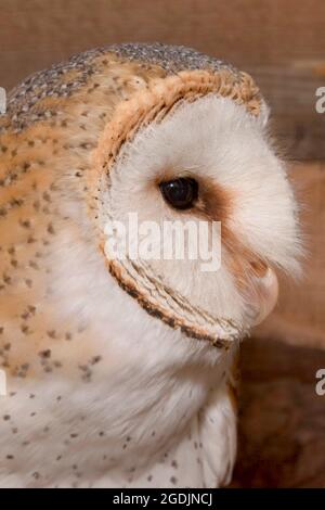 Barn owl (Tyto alba), portrait, side view Stock Photo