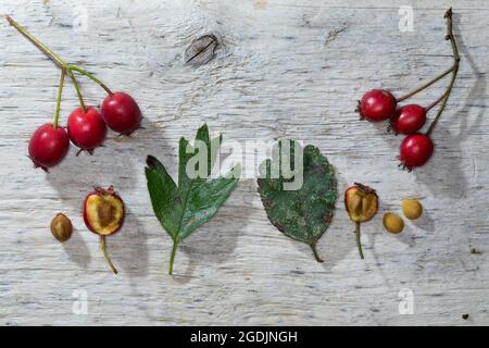 common hawthorn, singleseed hawthorn, English hawthorn (Crataegus monogyna), comparison common hawthorn (right) and midland hawthorn (left), Germany Stock Photo