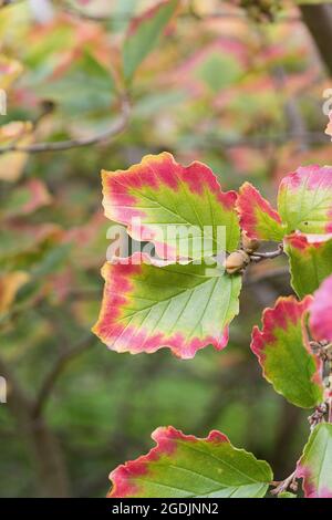 Spring witch hazel (Hamamelis vernalis), autumn leaves Stock Photo