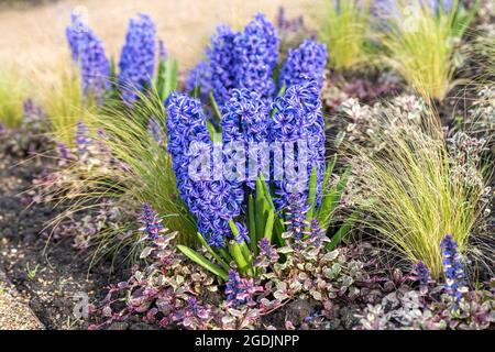 Jacinthe (Hyacinthus orientalis 'Blue Jacket', Hyacinthus orientalis Blue Jacket), blooming, cultivar Blue Jacket Stock Photo