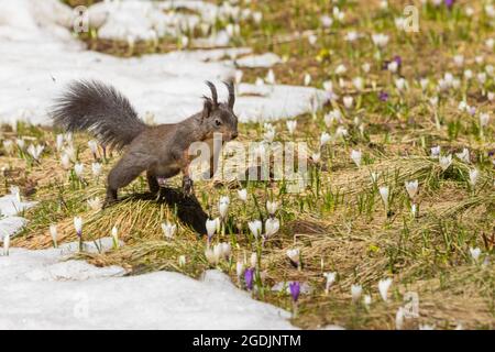 European red squirrel, Eurasian red squirrel (Sciurus vulgaris), jumping squirrel with crocuses, Switzerland, Grisons Stock Photo