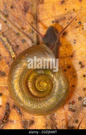 delicate ram's horn snail, delicate ramshorn snail (Anisus vorticulus), feeds algae from fallen leaf, Germany, Bavaria Stock Photo