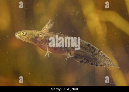 warty newt, crested newt, European crested newt (Triturus cristatus), four-legged larva with outer gills, Germany Stock Photo