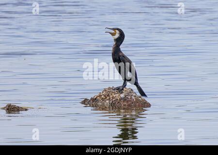 great cormorant (Phalacrocorax carbo), sits on arock in the lake panting, Germany, Bavaria, Speichersee Stock Photo