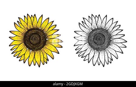 sunflower hand drawn with color and black white, flower vector, sunflower hand drawn, sunflower illustration Stock Vector