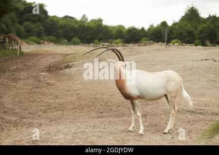 The addax (Addax nasomaculatus), also known as the white antelope and the screwhorn antelope, is an antelope native to the Sahara Desert. The only mem Stock Photo