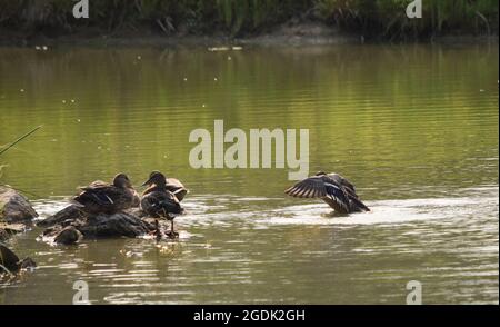 Female Mallard duck flapping wings Stock Photo