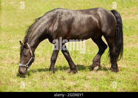 Black Friesian stallion grazes in summer pasture Stock Photo