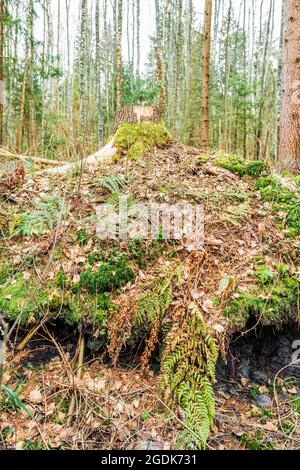 Land cut in an old-growth forest, layers of soil on the forest floor, stump, roots, mosses and ferns in a pine forest Stock Photo