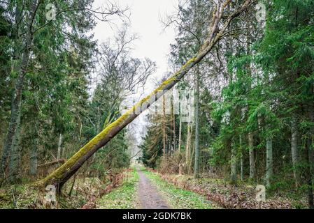 A huge old tree growing diagonally across the forest path in an old pine forest Stock Photo