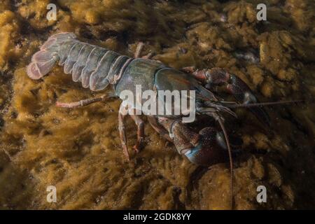 A signal crayfish (Pacifastacus leniusculus ) with parasitic branchiobdellids also known as crayfish worms stuck to its exoskeleton. Stock Photo