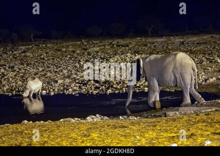 Rhino and elephant sharing space at Okaukuejo waterhole, Etosha National Park, Namibia Stock Photo