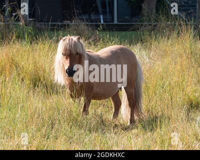 Pastel Palomino Shetland pony in high pasture grass Stock Photo