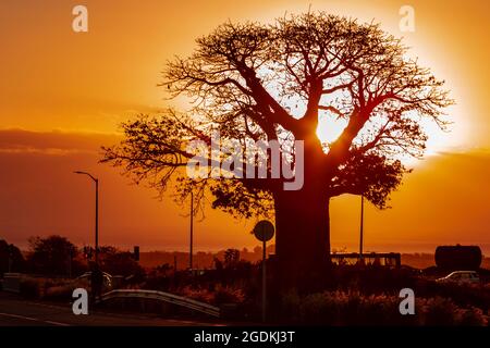 Sun setting over the ocean behind baobab tree. Stock Photo