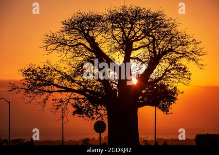 Sun setting over the ocean behind baobab tree. Stock Photo