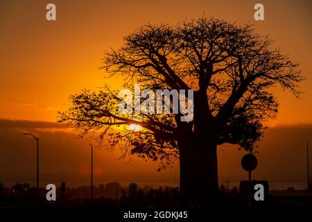 Sun setting over the ocean behind baobab tree. Stock Photo
