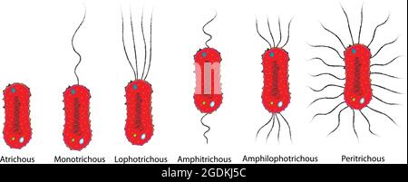 types of flagella arrangement, flagellar arrangement, flagella types, flagella classification, Monotrichous, Amphitrichous, Lophotrichous, Peritrichou Stock Vector