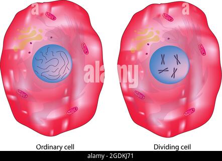 Animal cell, typical of the eukaryotic cell, enclosed by a plasma membrane and containing a membrane-bound nucleus and organelles, typical animal cell Stock Vector