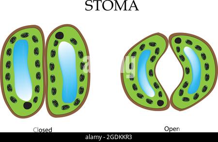 Stoma, Stomate, also called stoma, plural stomata or stomas, any of the microscopic openings or pores in the epidermis of leaves and young stems Stock Vector