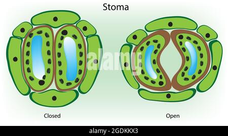 Stomate, also called stoma, plural stomata or stomas, any of the microscopic openings or pores in the epidermis of leaves and young stems. Stock Vector
