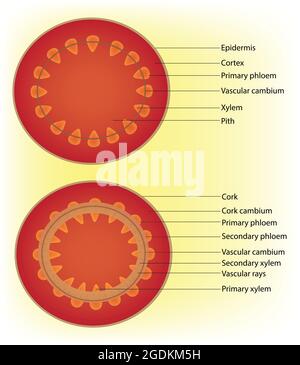 Tree Tissues Plant cell structure. Anatomy of a tree leaf cell. Cross section of a ...
