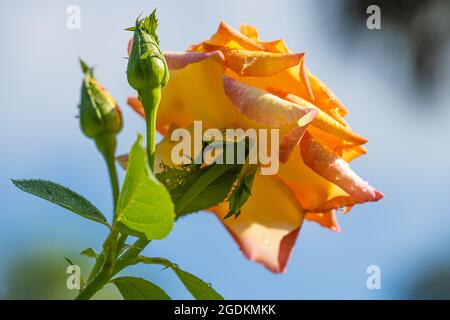 Rose buds and colorful blossom at the Washington Oaks Gardens rose garden in Palm Coast, Florida. (USA) Stock Photo