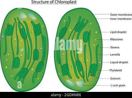 grana plant cell