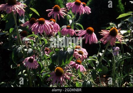 ECHINACEA PURPUREA FLOWERS GROWING COMMONLY KNOWN AS CONEFLOWERS. ECHINACEA IS A MEDICINAL HERB. Stock Photo