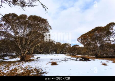 Winter season in Snowy Mountains of Australia - snowgum trees on snow covered slopes around Perisher and Thredbo ski resorts. Stock Photo